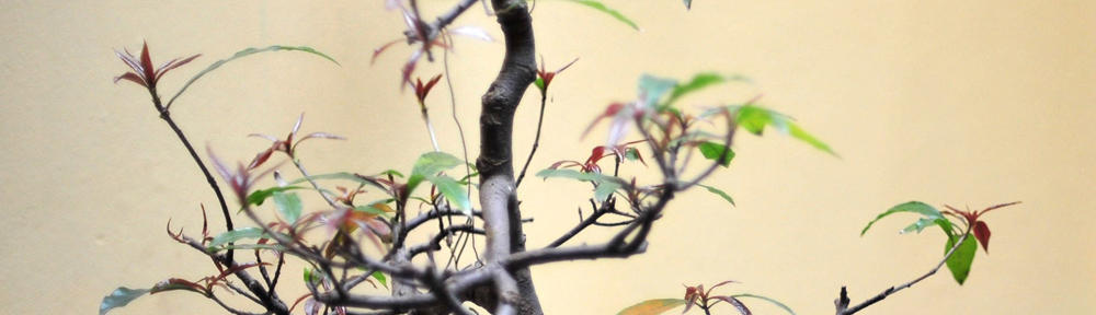 Alicja Dominik 18.08.2012 r.